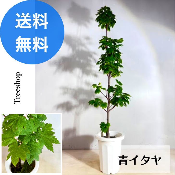 青イタヤ 高さ1.0ｍ 幅0.4m 21cmプラ鉢 アオイタヤ 青板屋 カエデ モミジ 紅葉 もみじ 落葉 シンボルツリー 和風 自然風 植木 庭木 苗木