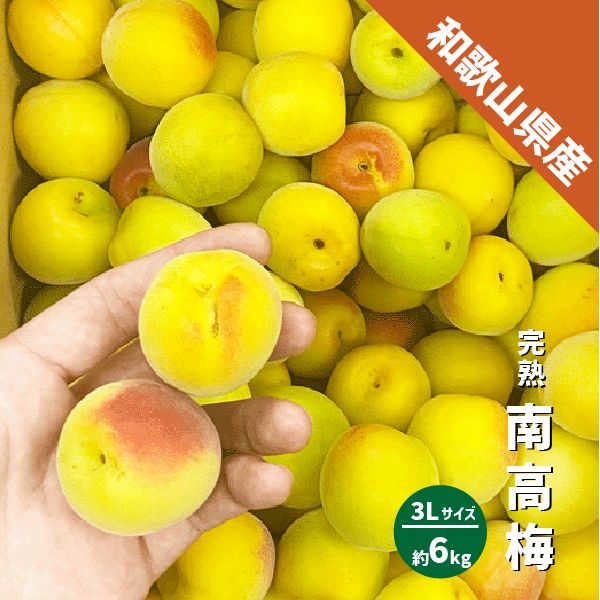 和歌山県産 南高梅 3Lサイズ 6kg 完熟 梅干し 梅ジャム ジュース シロップ