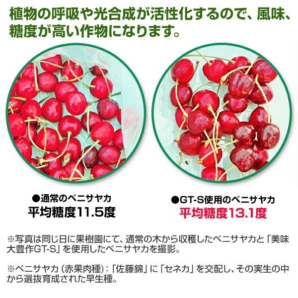 植物活力液 美味大豊作GT-S ２０リットル 作物が早く大きく育ち収穫量も増加 STEELWINDOWSANDDOORS_COM