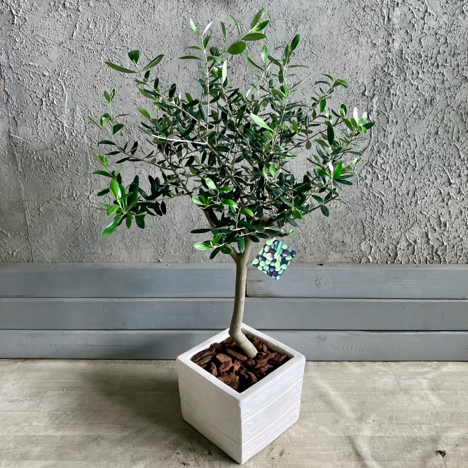 人気品種 美形 オリーブの木 souju ルッカ 7号 テラコッタ鉢植え