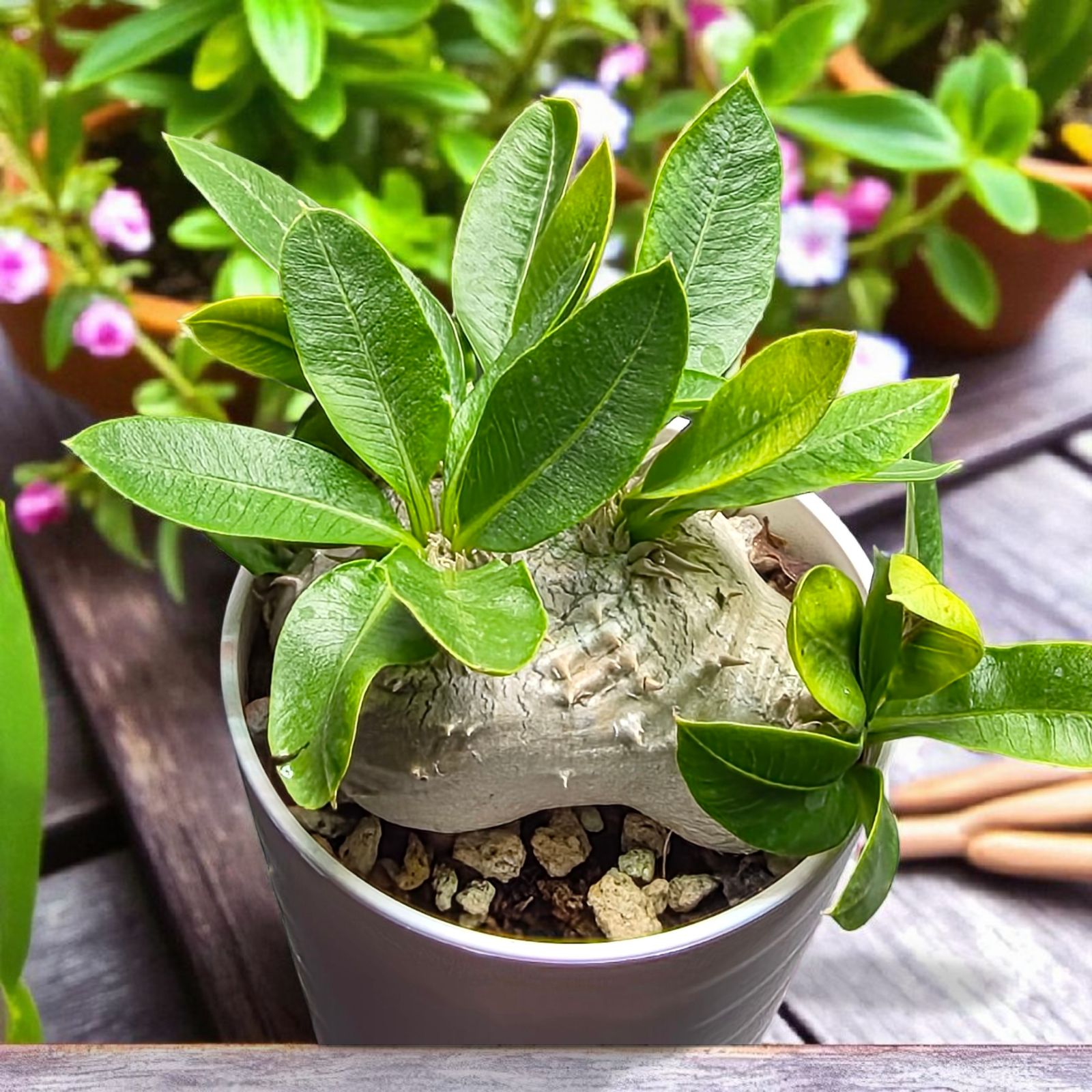 良形・人気種】パキポディウム・ブレビカウレ “恵比寿笑い