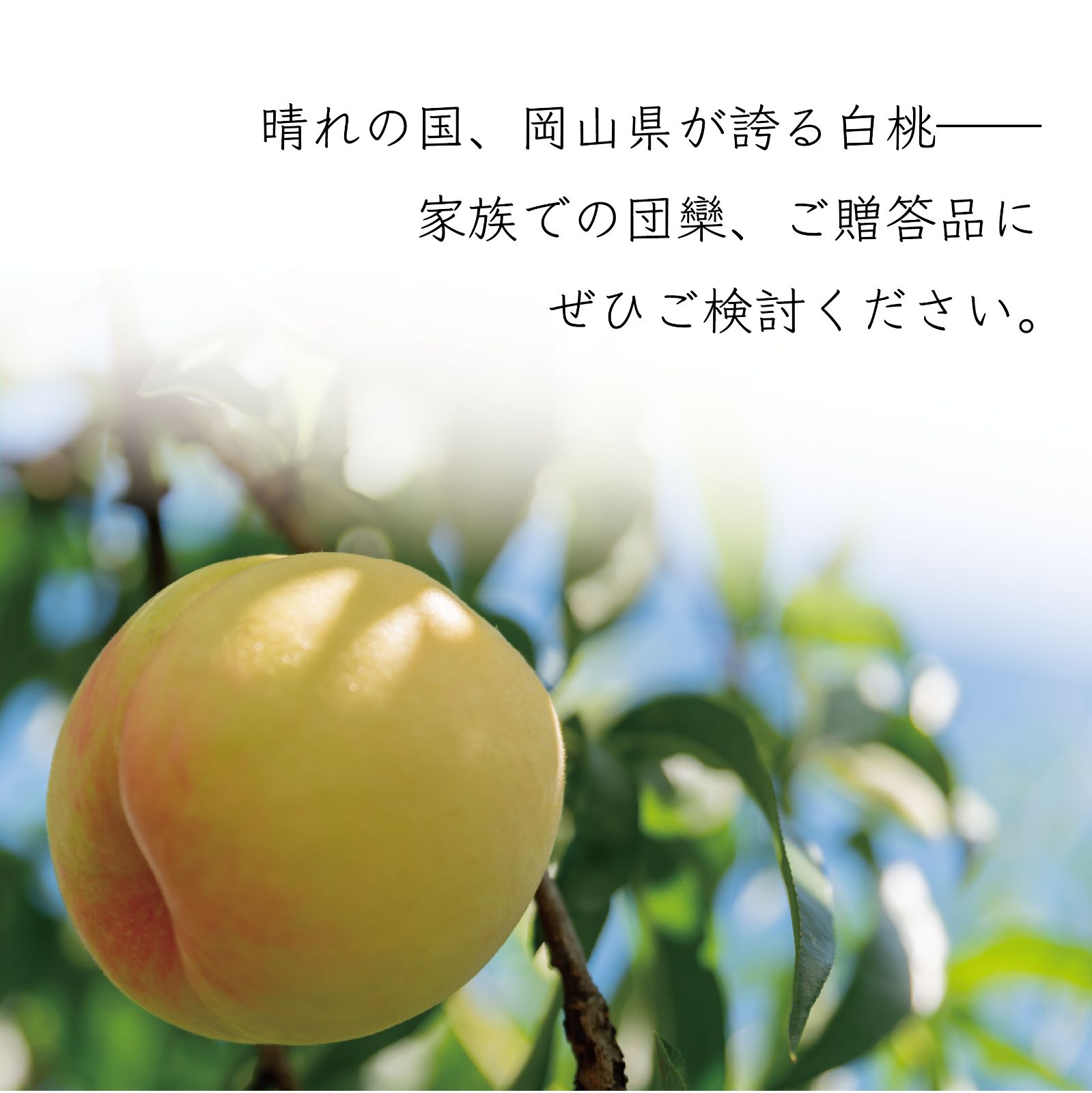 贈答 果物