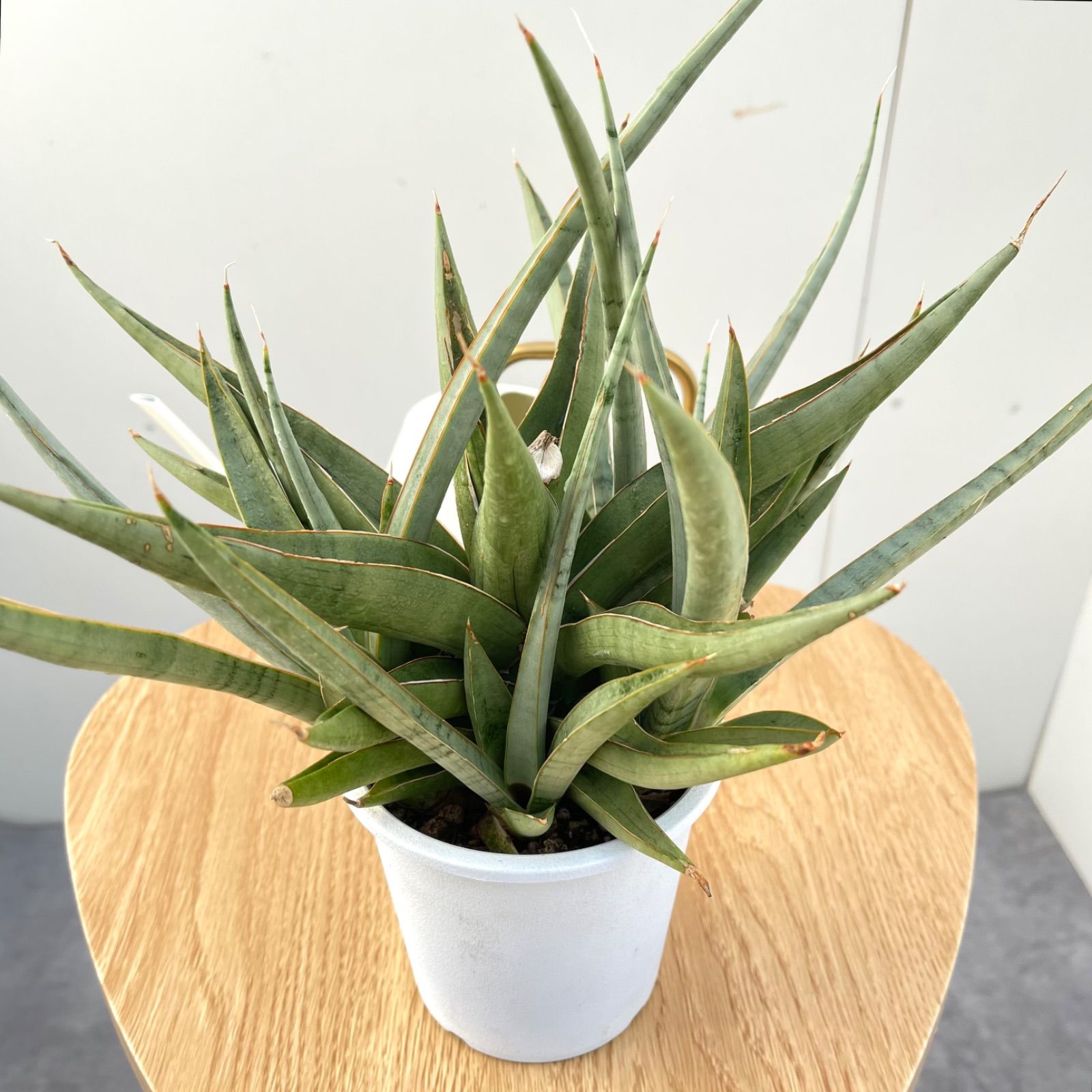 現品 サンスベリア バイビット 子株 希少 珍しい ビザルプランツ 観葉植物