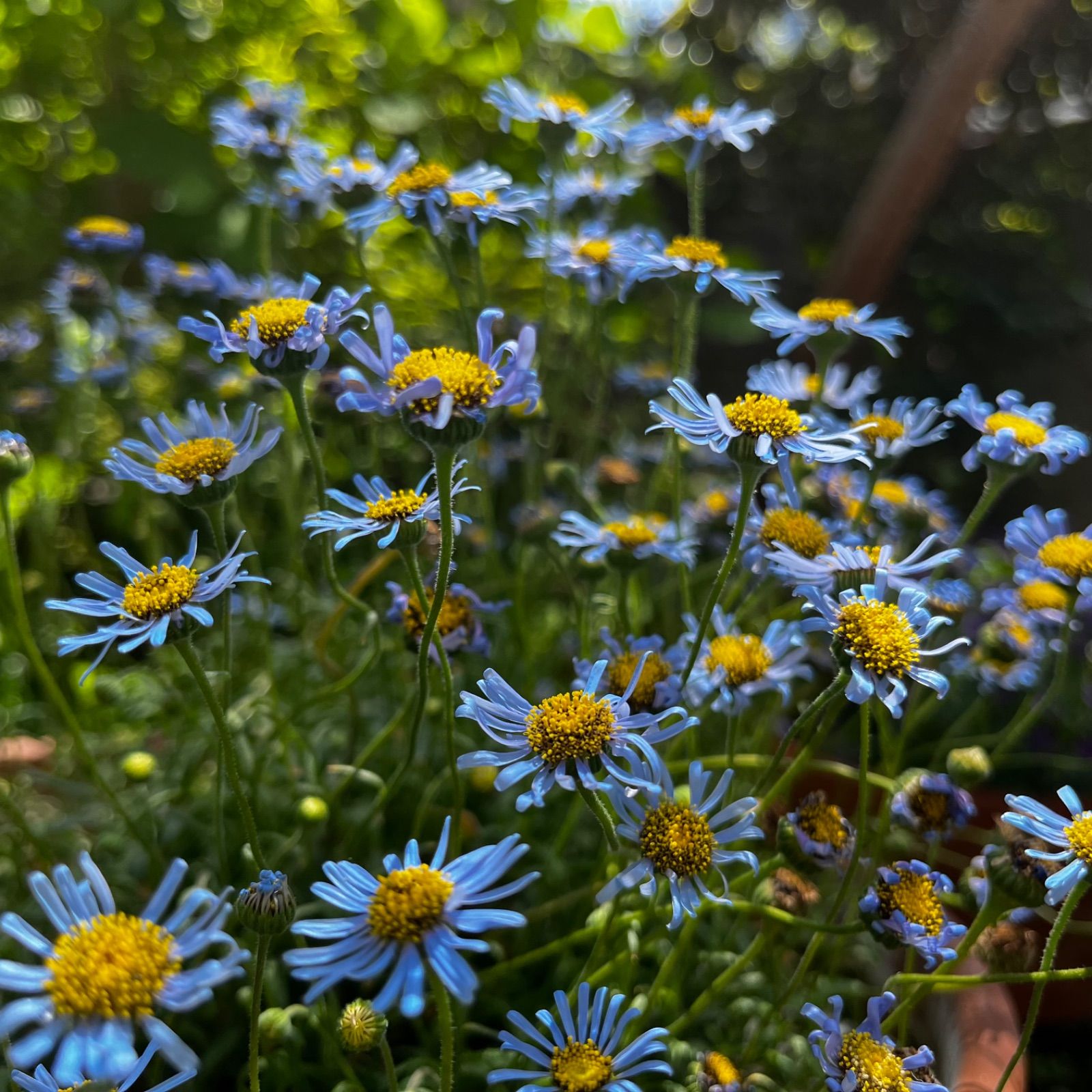 キングフィッシャーデイジー キングフィッシャーデージー 種 20粒