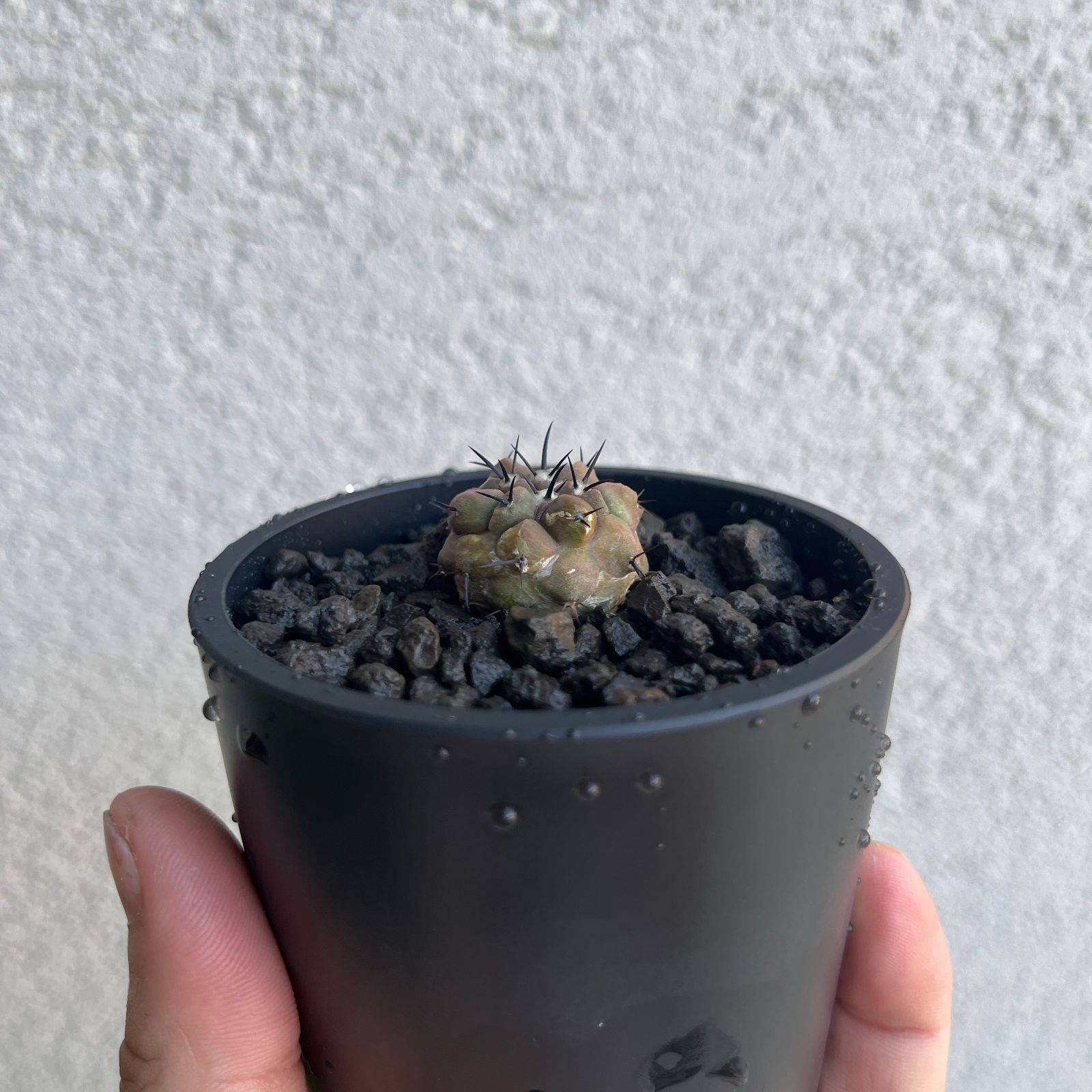｜Copiapoa cinerea