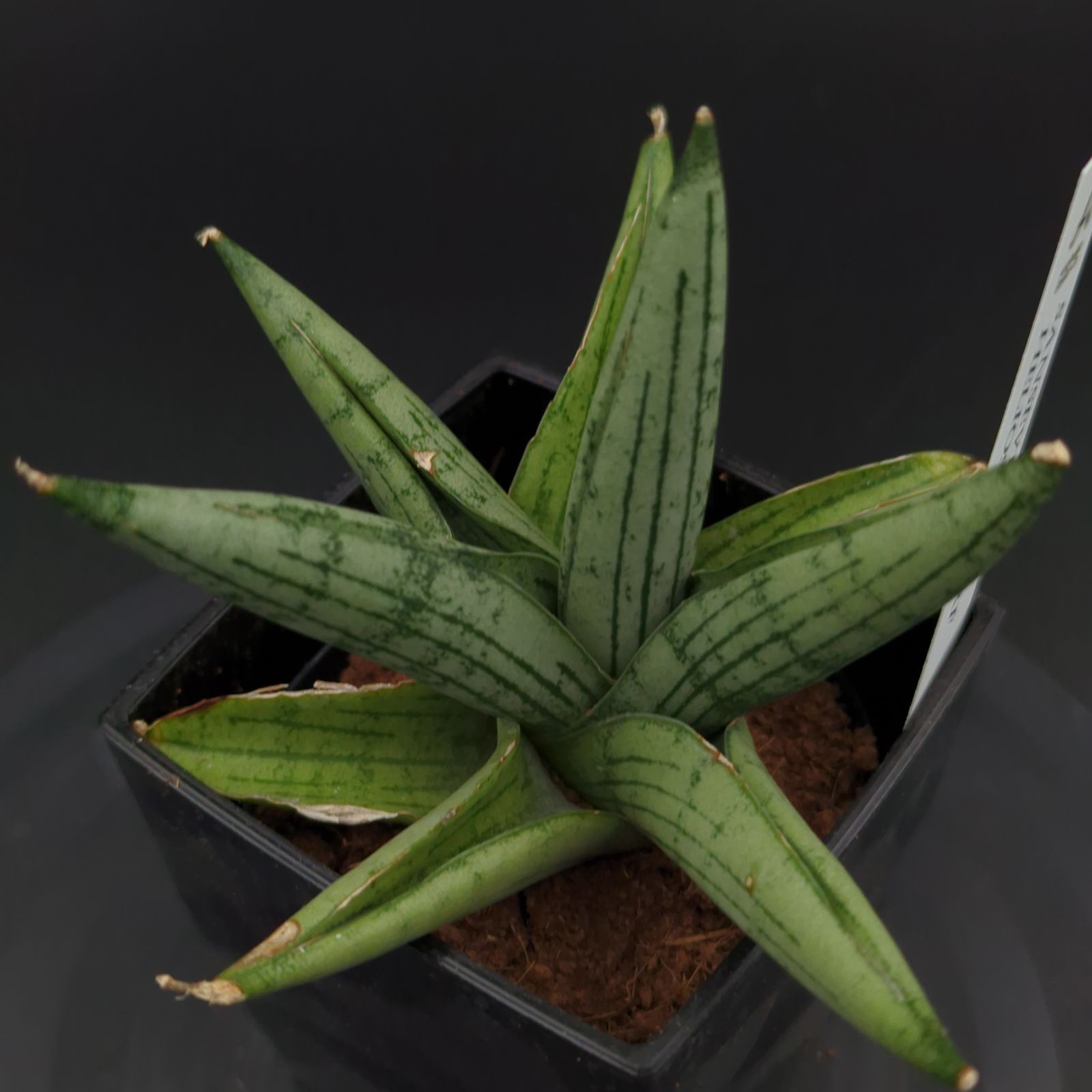 サンスベリア ヘリオスドワーフ 希少種 3号鉢 - メルカリ