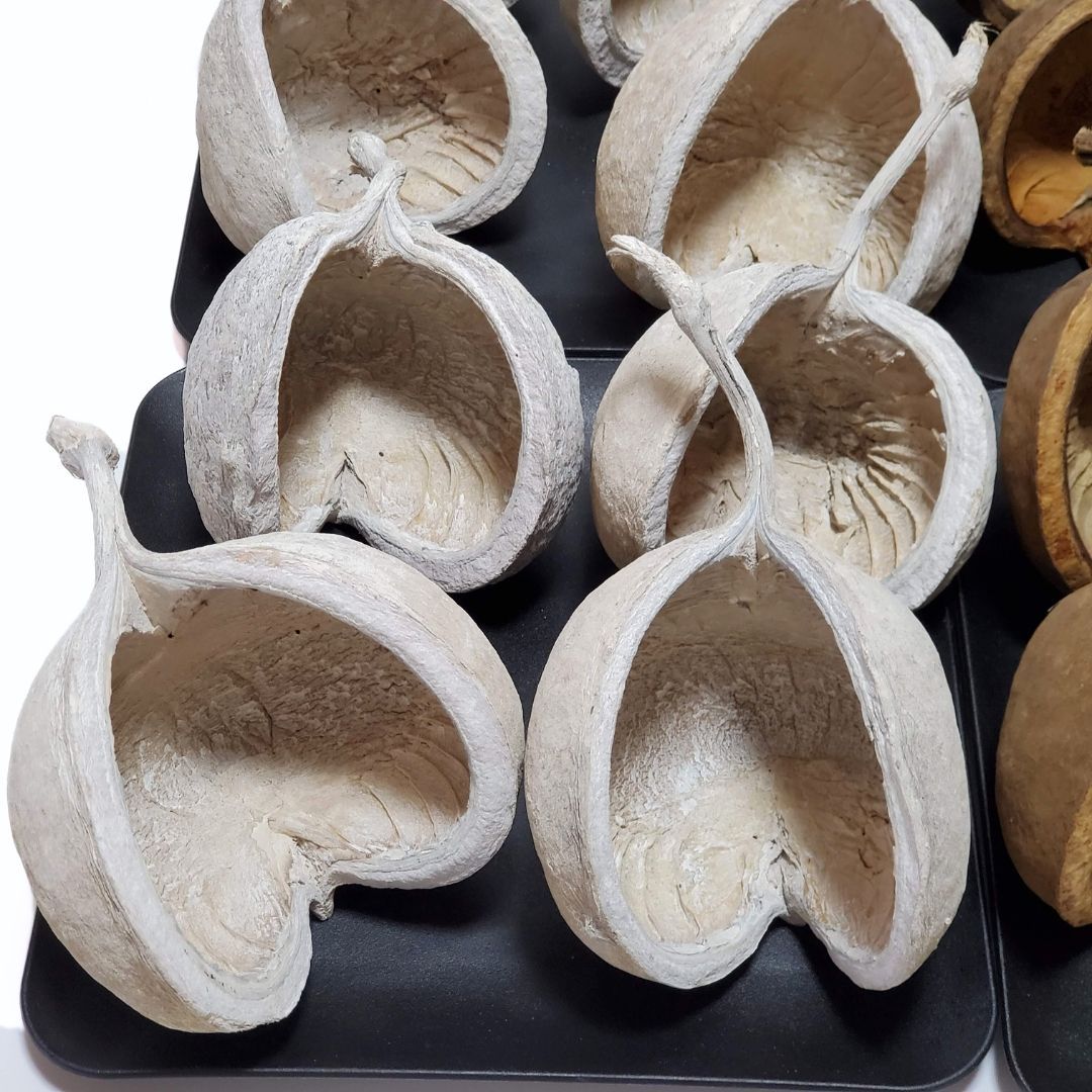 ブッダナッツ 割引有 16個セット L ウォッシュホワイト＆ナチュラル