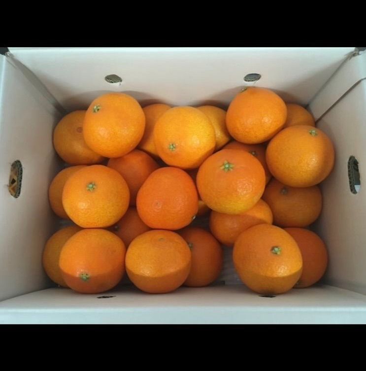 愛媛県産 紅まどんなL〜2L