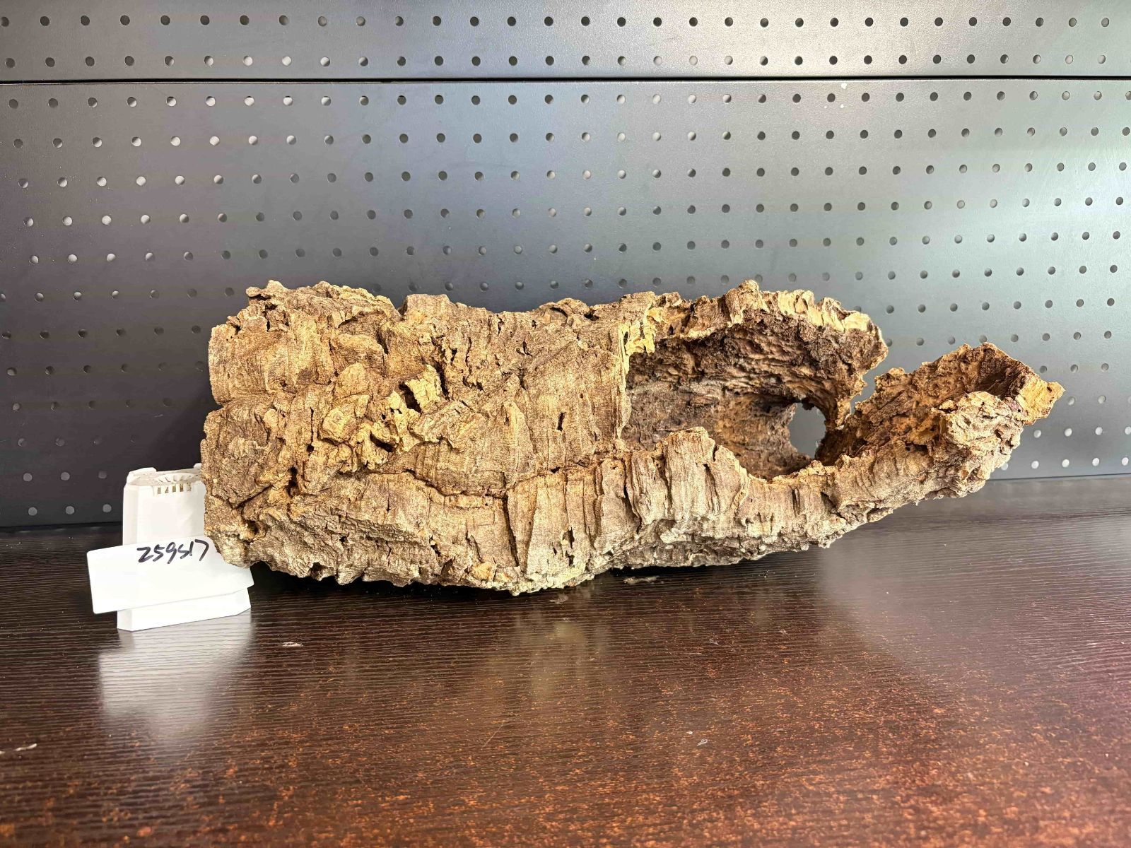 送料無料 チランジア