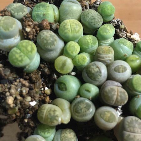 多肉植物　リトープス３種セット　紫福来玉 ・ 緑福来玉 ・ 茶福来玉 リトープス 多肉植物 セット 紫福来玉 すべて リトープス | RuPo 多肉