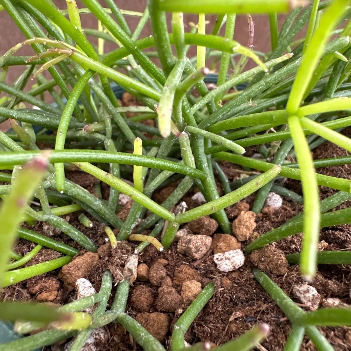 リプサリス 2種セット カスッサ、フロストシュガー 現品 糸葦