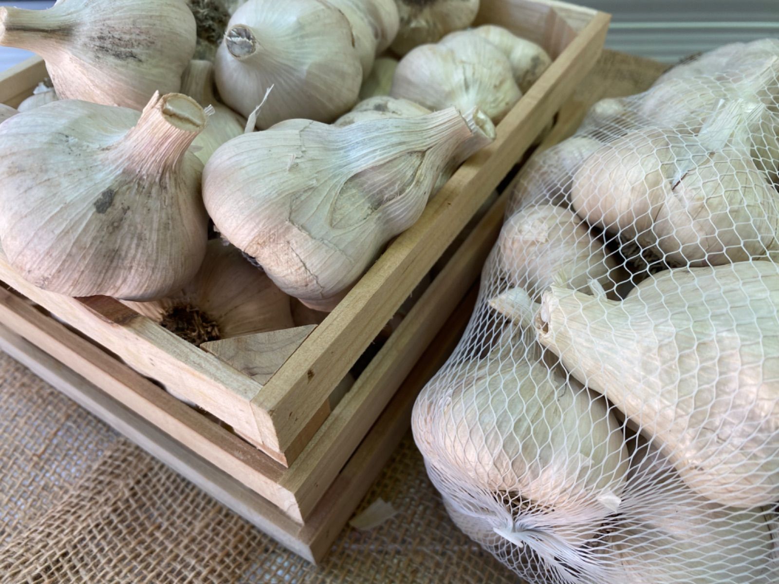 Sサイズニンニク5キロ 青森県産にんにく5kg L ニンニク5キロ 福地