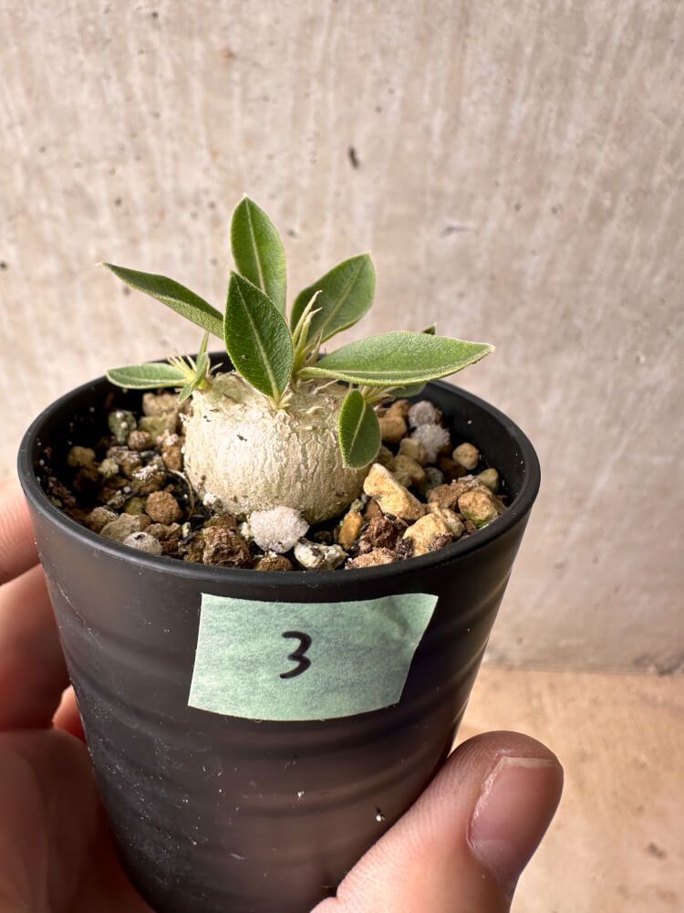 現品限り】パキポディウム・エニグマチカム【B3】 Pachypodium enigmaticum【植物】塊根植物 夏型 コーデックス - メルカリ