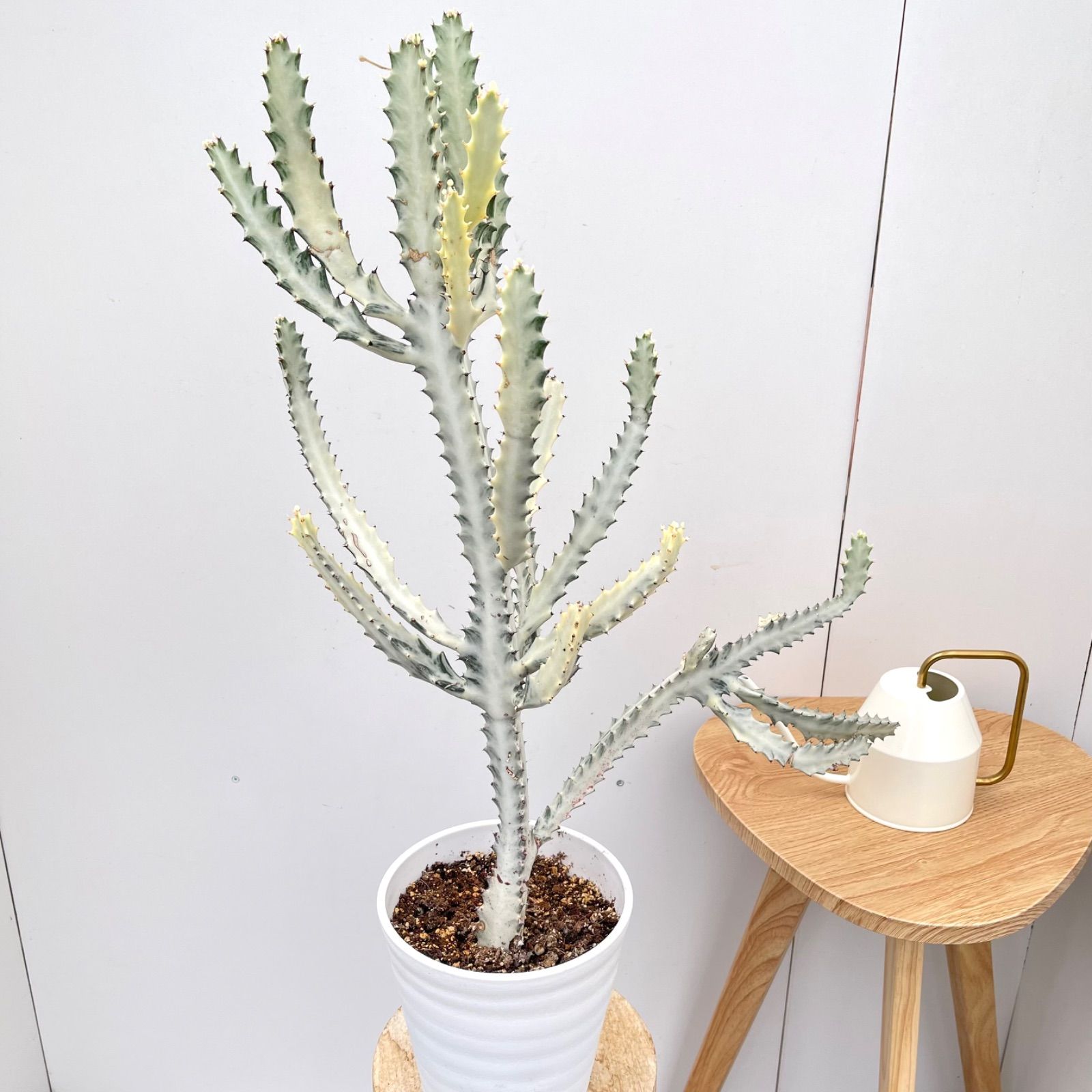 ユーフォルビア ホワイトゴースト 2【現品】☆希少☆ 観葉植物