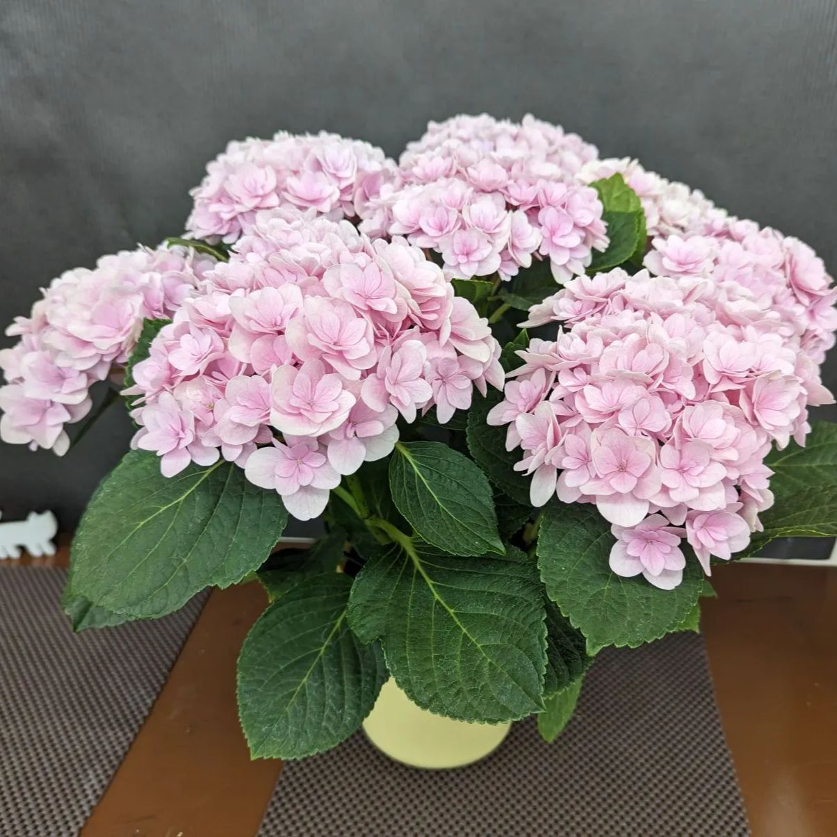 特大]フロレンティーナ 紫陽花 5号鉢 ピンク - メルカリ
