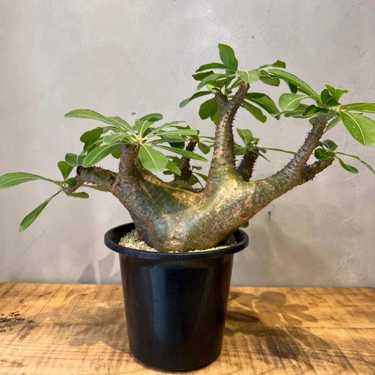 NEW】緑肌 パキポディウム マカイエンセ 現地球 発根済 大株 - メルカリ