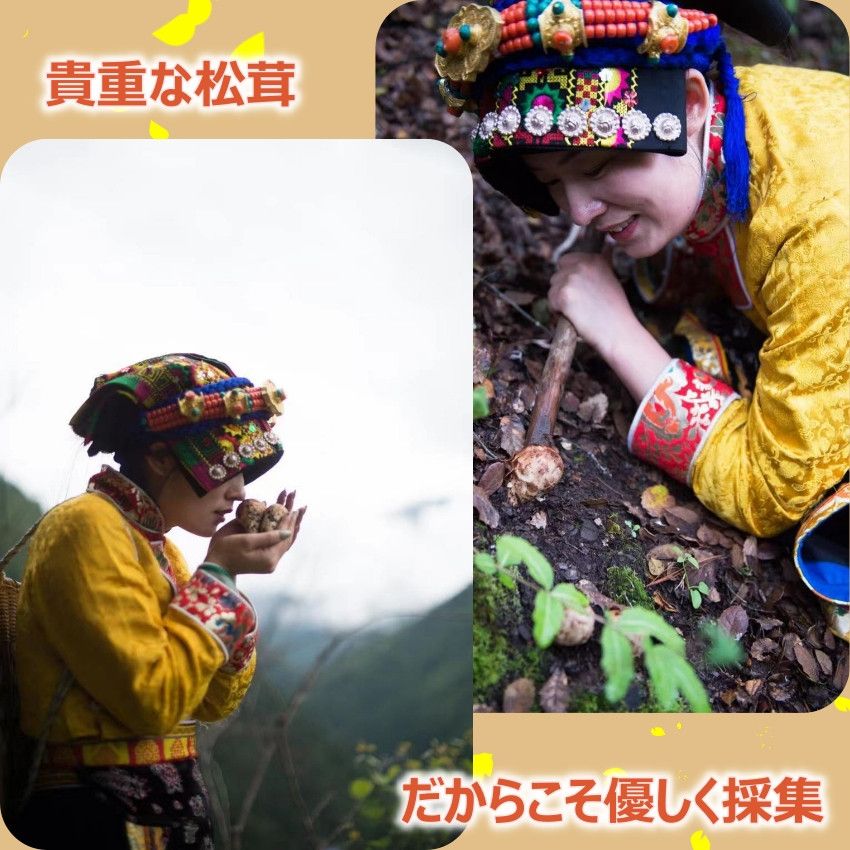松茸【つぼみ】1kg【特選ギフト】 2024 中国 シャングリラ産 秋