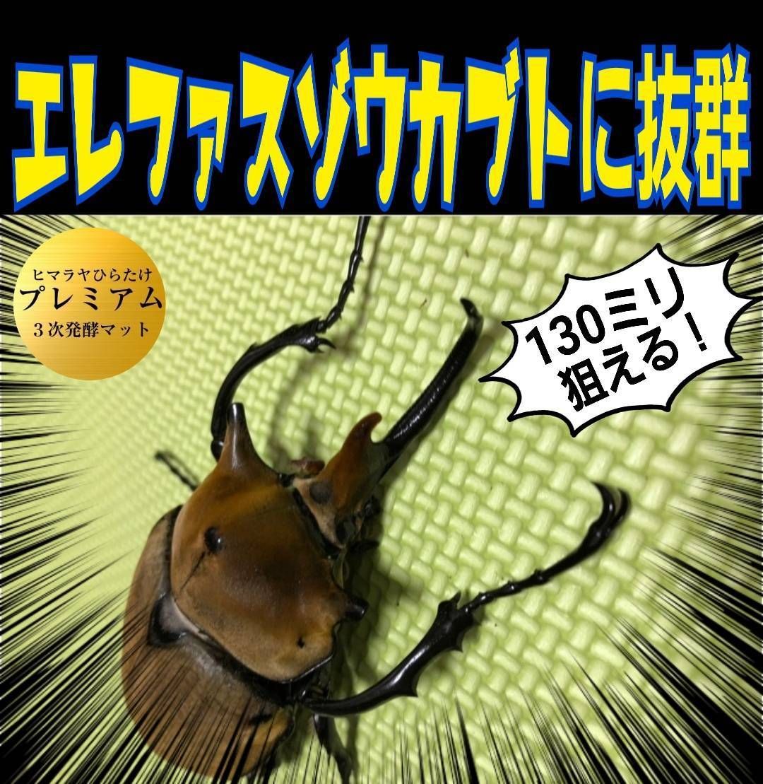 カブトムシ幼虫の餌、産卵に！プレミアム発酵マット☆コバエ、雑虫が