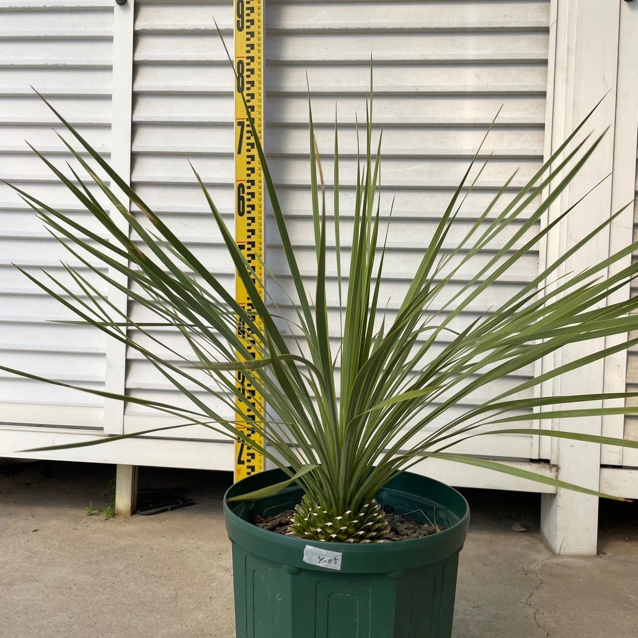 新品未使用！プーマツアーモデルゴルフシューズ　27.5cm ユッカ ロストラータ 【y05】観葉植物 ドライガーデン 鉢付き