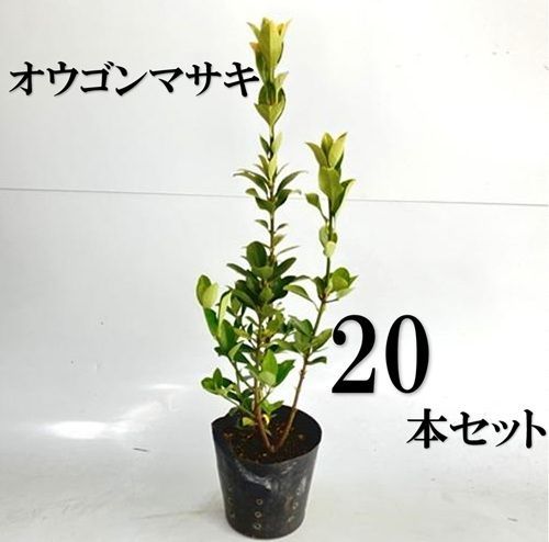 20本セット オウゴンマサキ樹高0.4m前後15cmポット