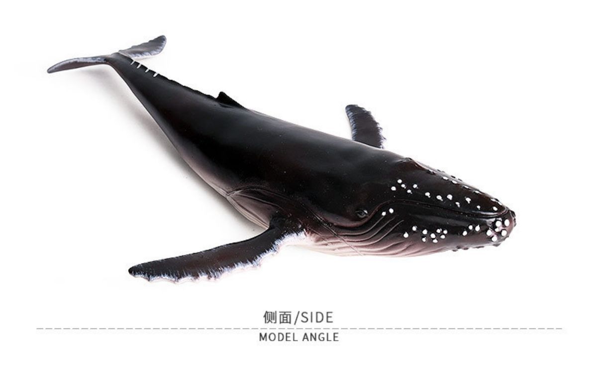 ソフト ザトウクジラ 鯨 海洋動物 動物 おもちゃ 模型 フィギュア