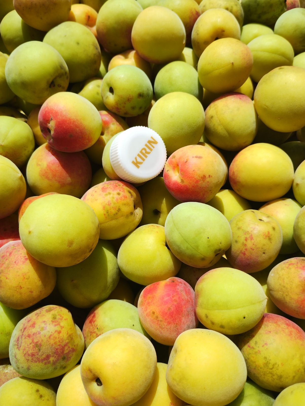 約7kg 南高梅 木熟 自然栽培 農薬・肥料不使用 大粒小粒MIX