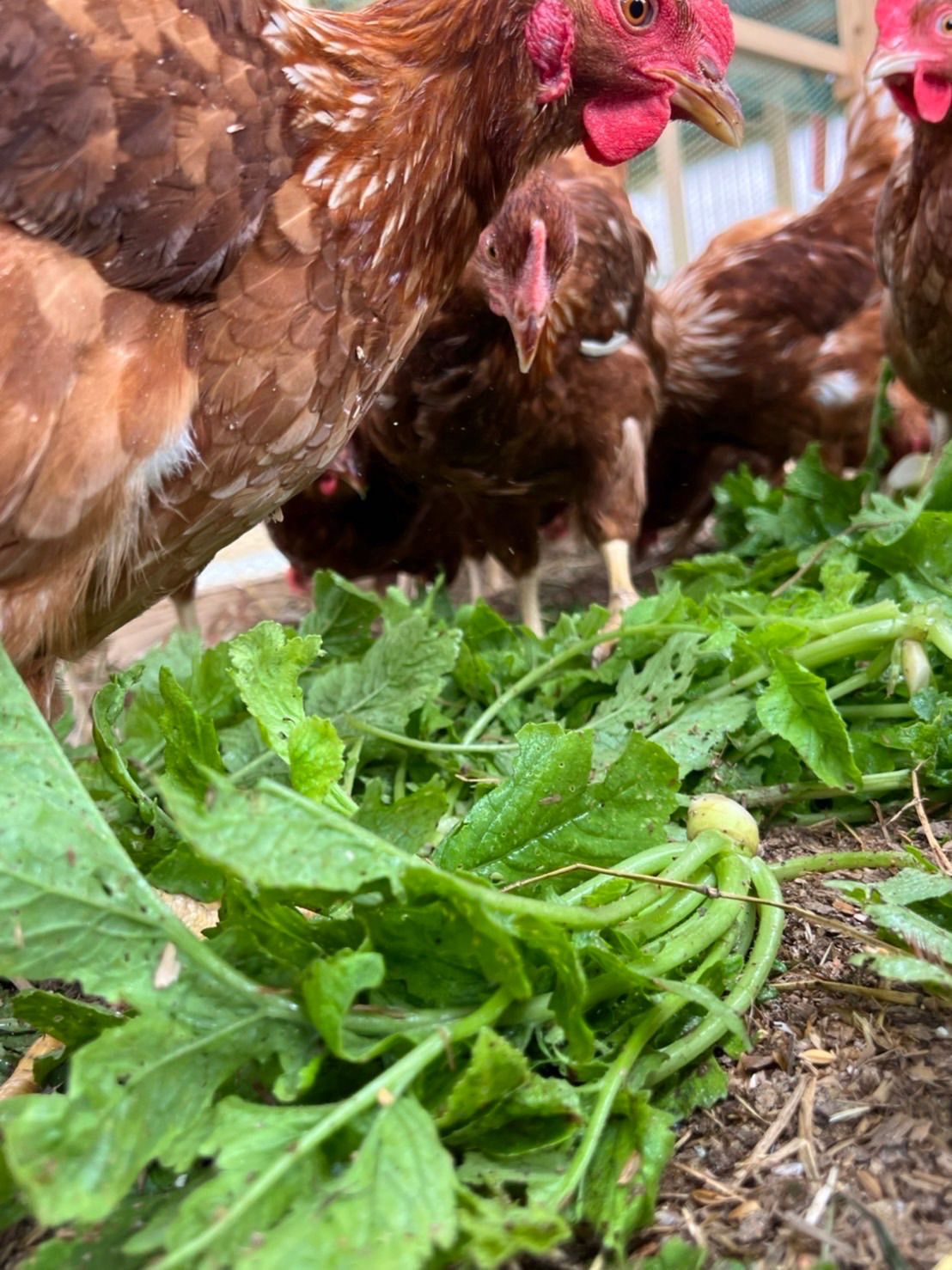 160個入 宮下養鶏の朝採れ平飼い卵 - 平飼い卵の宮下養鶏 - メルカリ