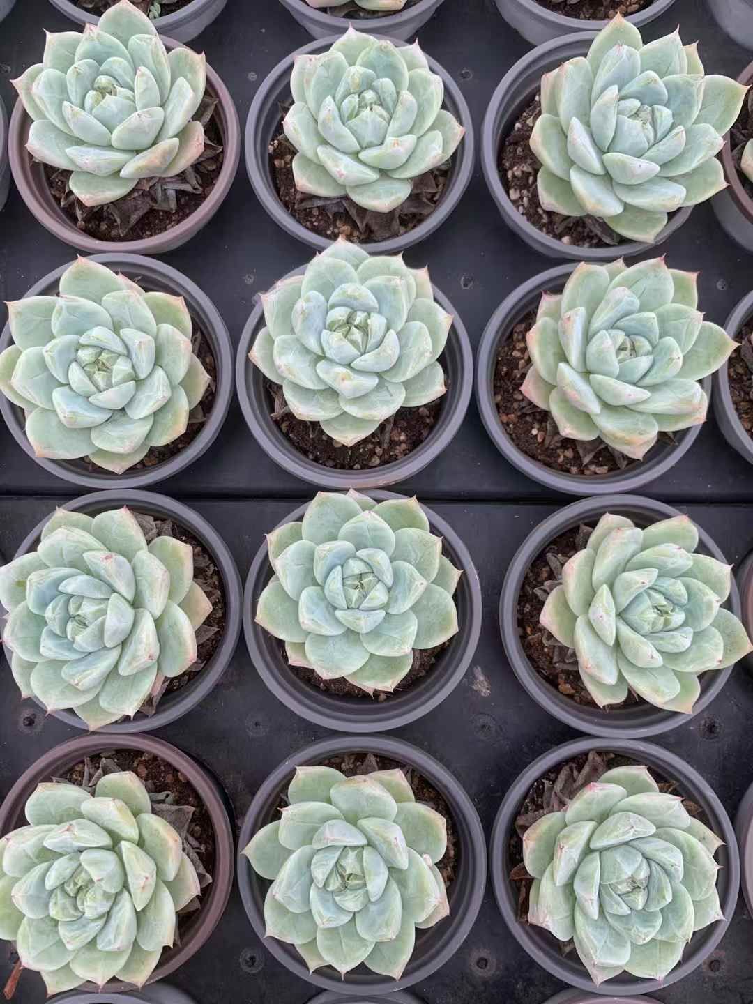 LX70×35 ハクタク 抜き苗 多肉植物 アエオニウム エケベリア 韓国苗 WWW_GEBZETESISAT_COM_TR