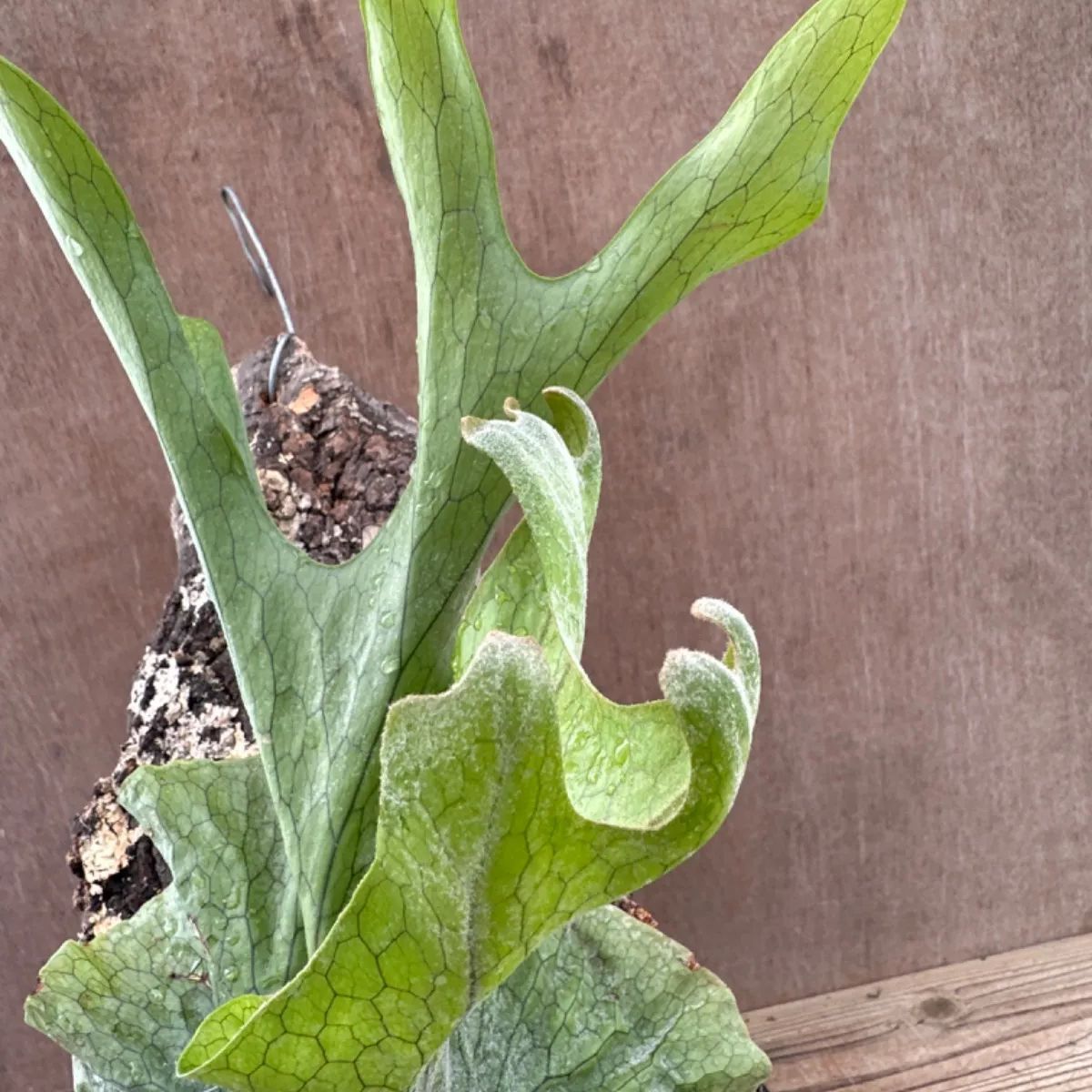 Platycerium grande ビカクシダ グランデ ビカクシダ グランデ