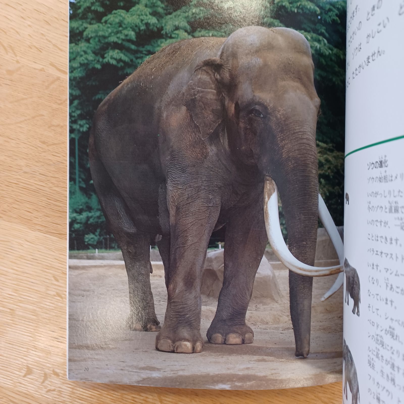 なぜなにブック　22巻　日本学校図書 なぜなにブック〈1〉どうぶつ① | 日本学校図書株式会社 |本