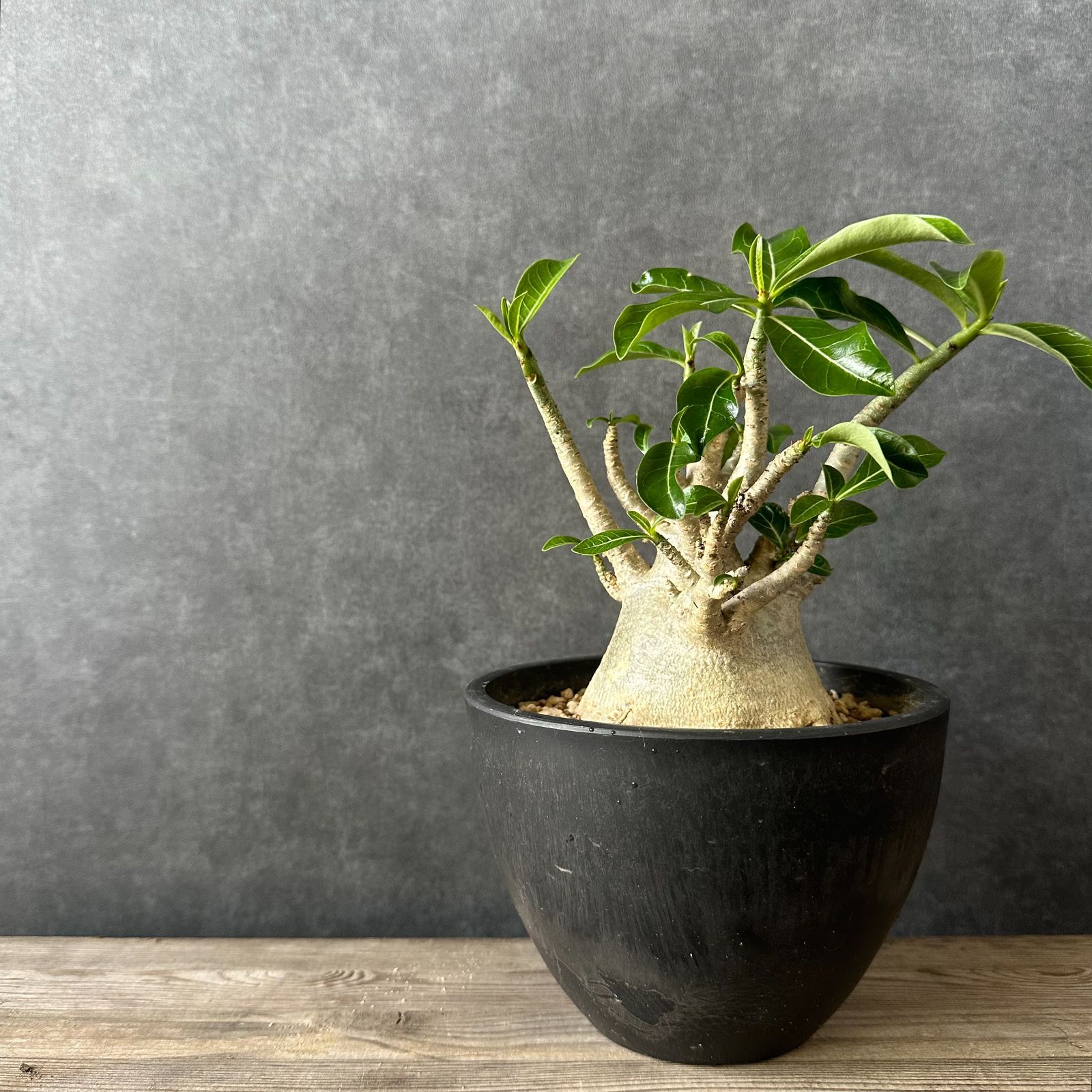 アデニウム アラビアカム ドワーフ 塊根植物 コーデックス 観葉