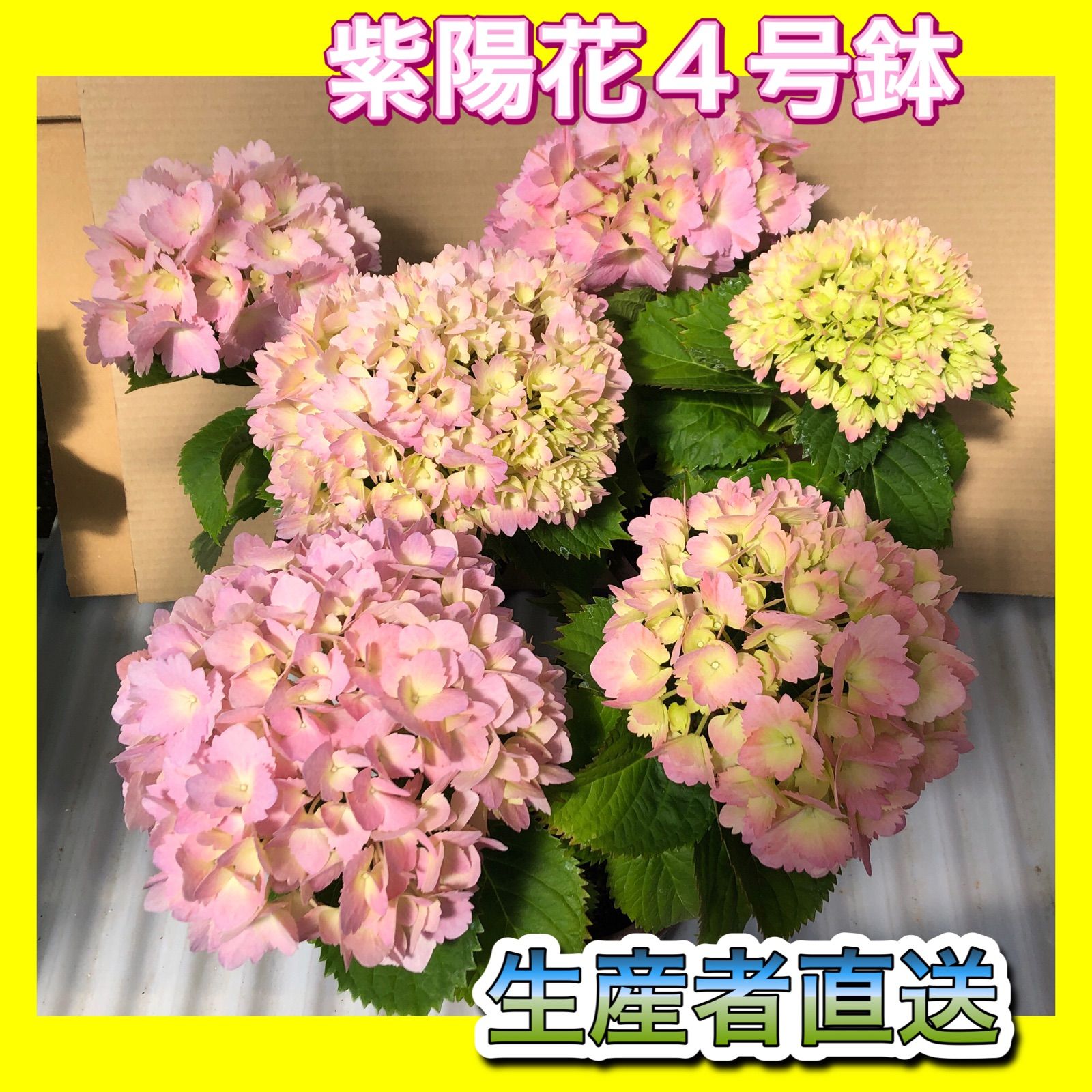 新作モデル 紫陽花 ハイドランジア 3鉢セット | yasnabeauty.com