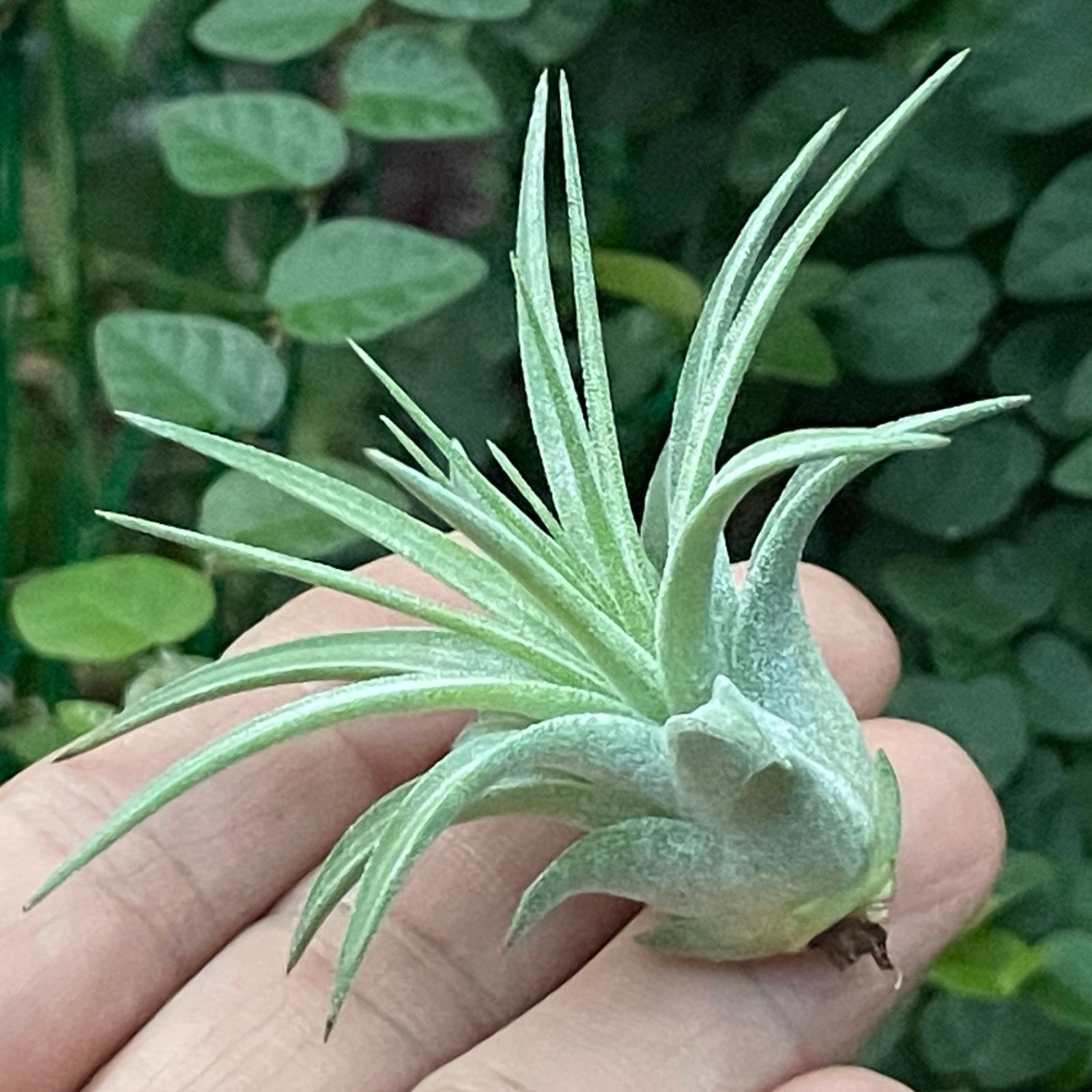 チランジア イオナンタ マキシマ アルビノ Tillandsia ionantha var