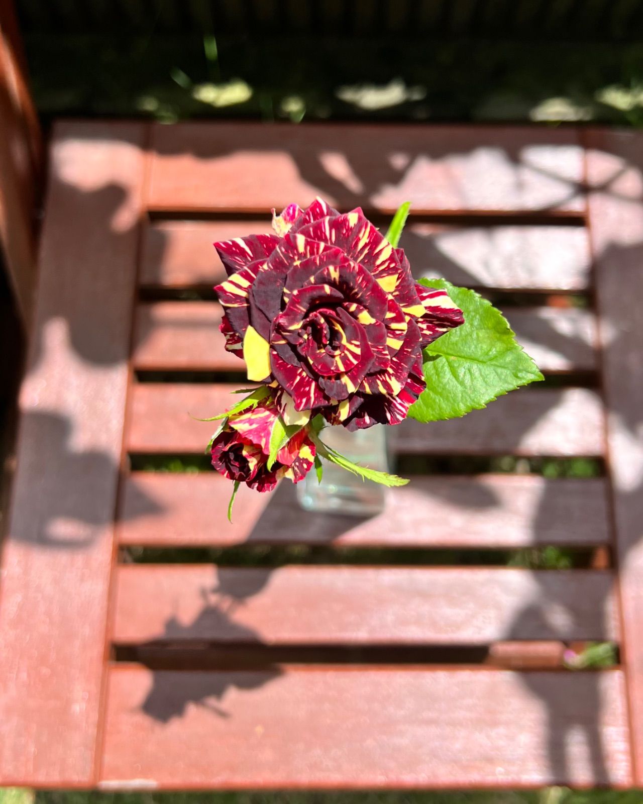 切り花品種☆超人気☆マーブルカラー☆魔法のような色合い☆バラ苗☆バラ☆Maki3❇︎Rose❇︎Garden