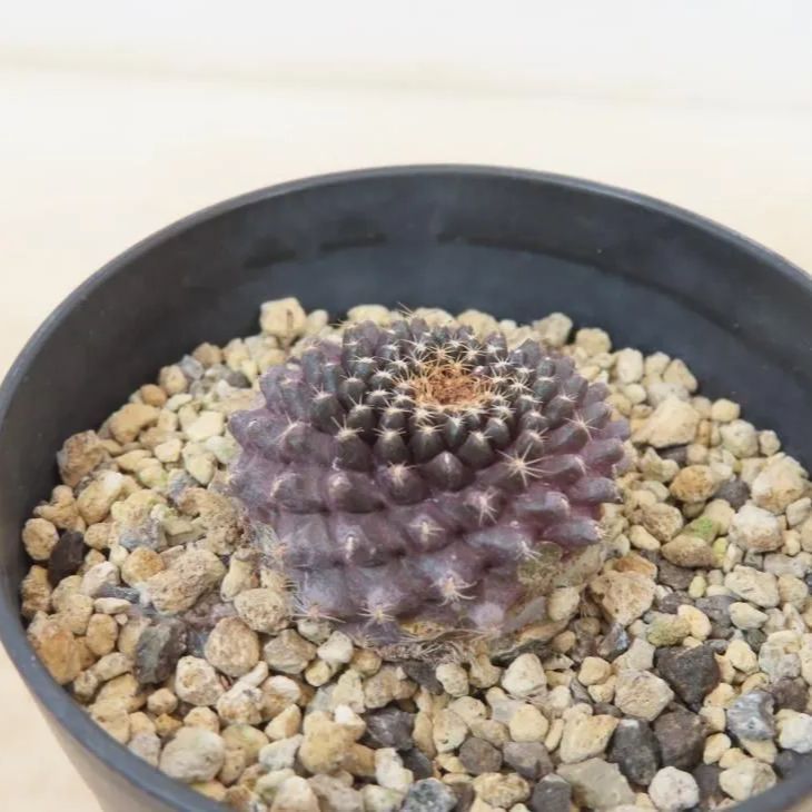 7282 「サボテン」コピアポア テヌイシマ 植え【Copiapoa Tenuissima・魚鱗玉・発根・美株・多肉植物】 - メルカリ