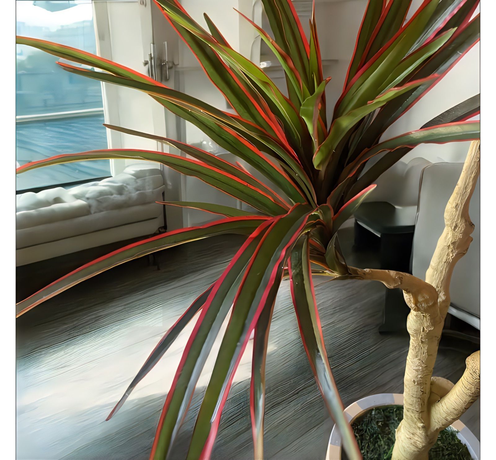 光触媒 人工観葉植物 ウォールグリーン フェイクグリーン コンシンネ