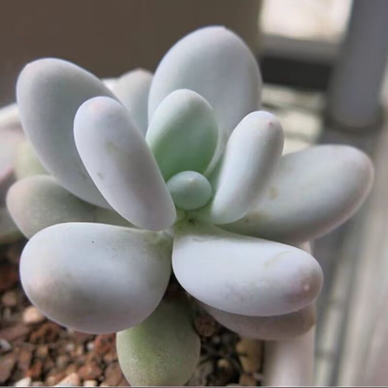 多肉植物^o^ 葉挿し赤ちゃん　星美人錦 星美人錦 葉挿し苗 パキフィツム 多肉植物 - メルカリ