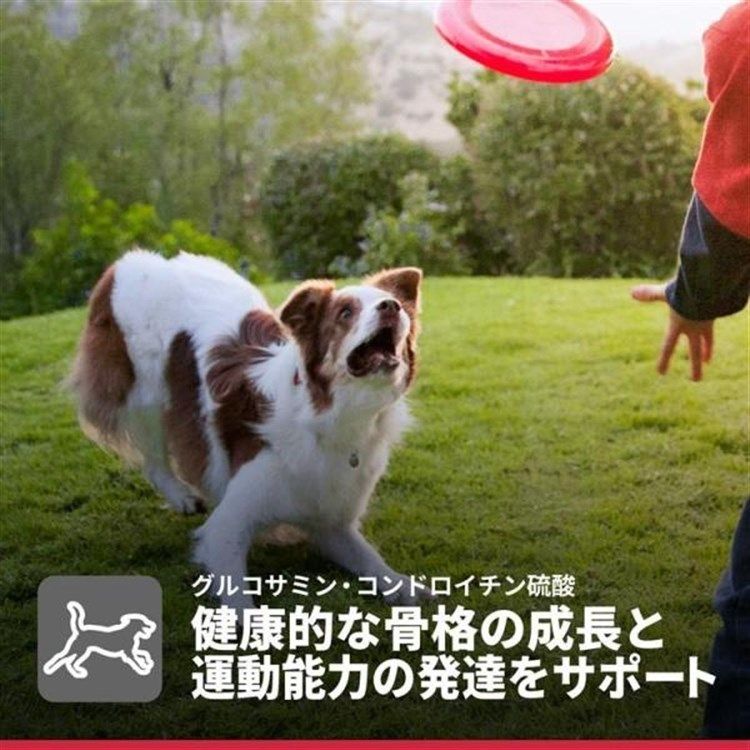 パピー