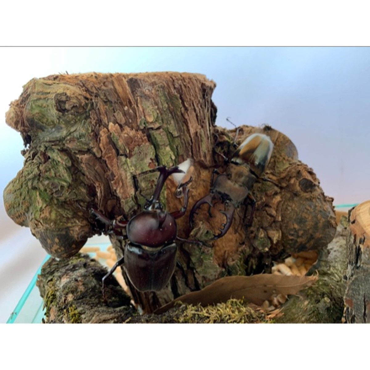 DDAism樹液の出る! newクラフトウッド(異形)クワリウムクワガタカブト DDA】樹液の出るクワリウム newクラフトウッド Mサイズ ランダム
