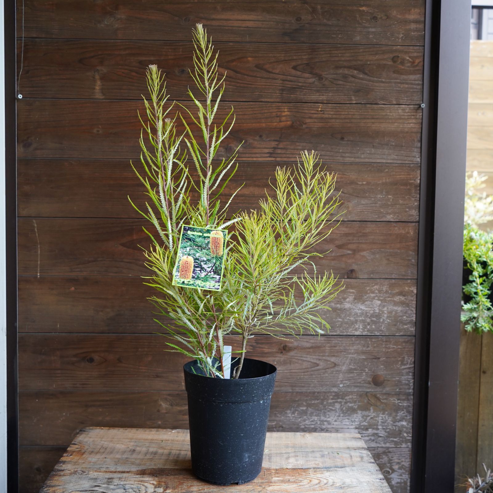 ヘアピンバンクシア スピヌローサ6号鉢高さ90センチ 現物】バンクシア