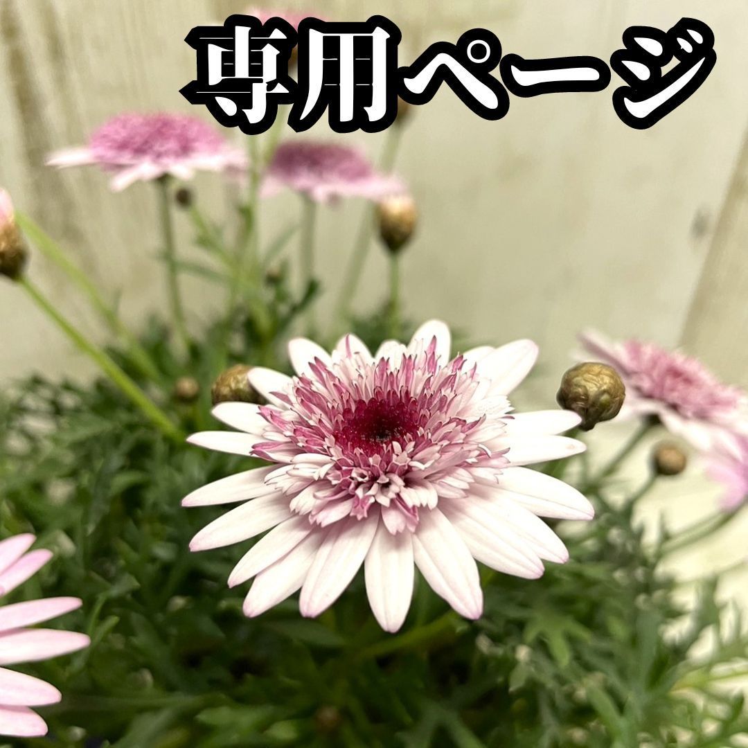 15625558_4