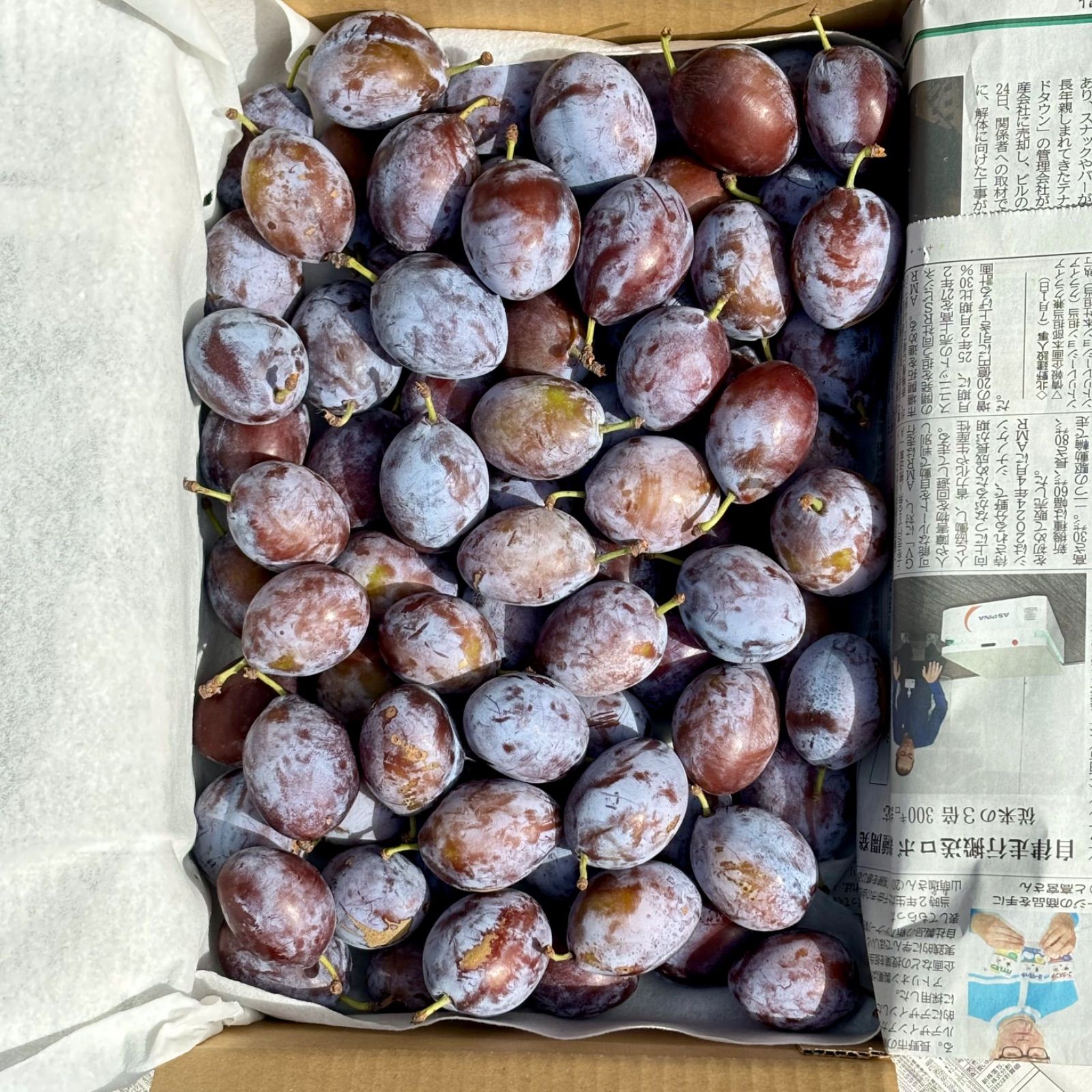 ◇クール便◇ 信州の朝採りシュガープルーン 1.8kg ◇訳あり品