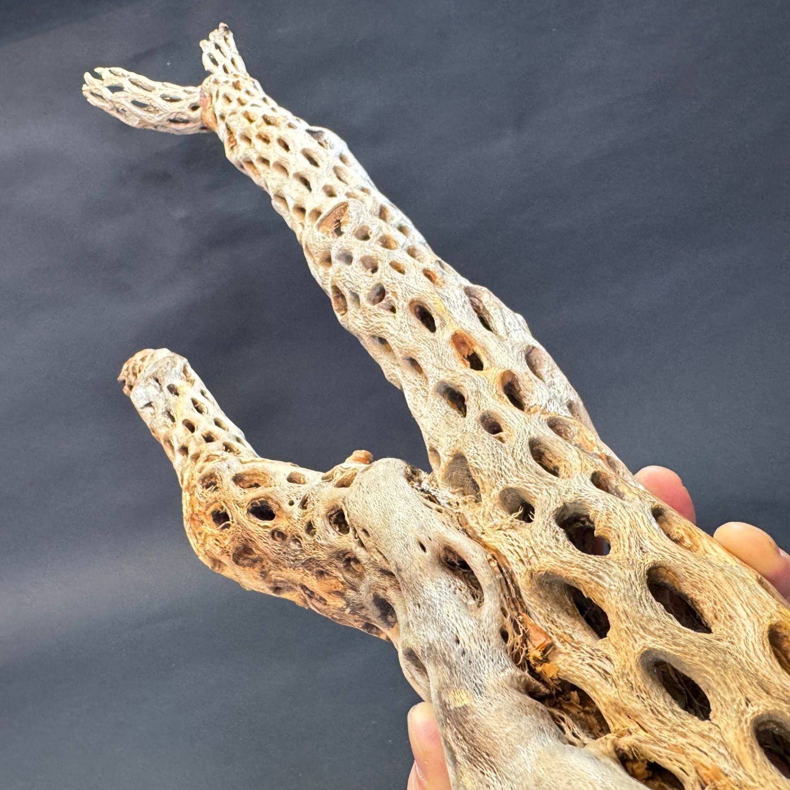 Y枝(特大)長め-6: (約)長さ86cm×最大幅27cm×最大φ9.5cm＊ 重さ(約)900g カクタススケルトン1本 (サボテンの骨/スケルトンウッド/オブジェ) エアプランツ含まず＠フラワーショップ江口