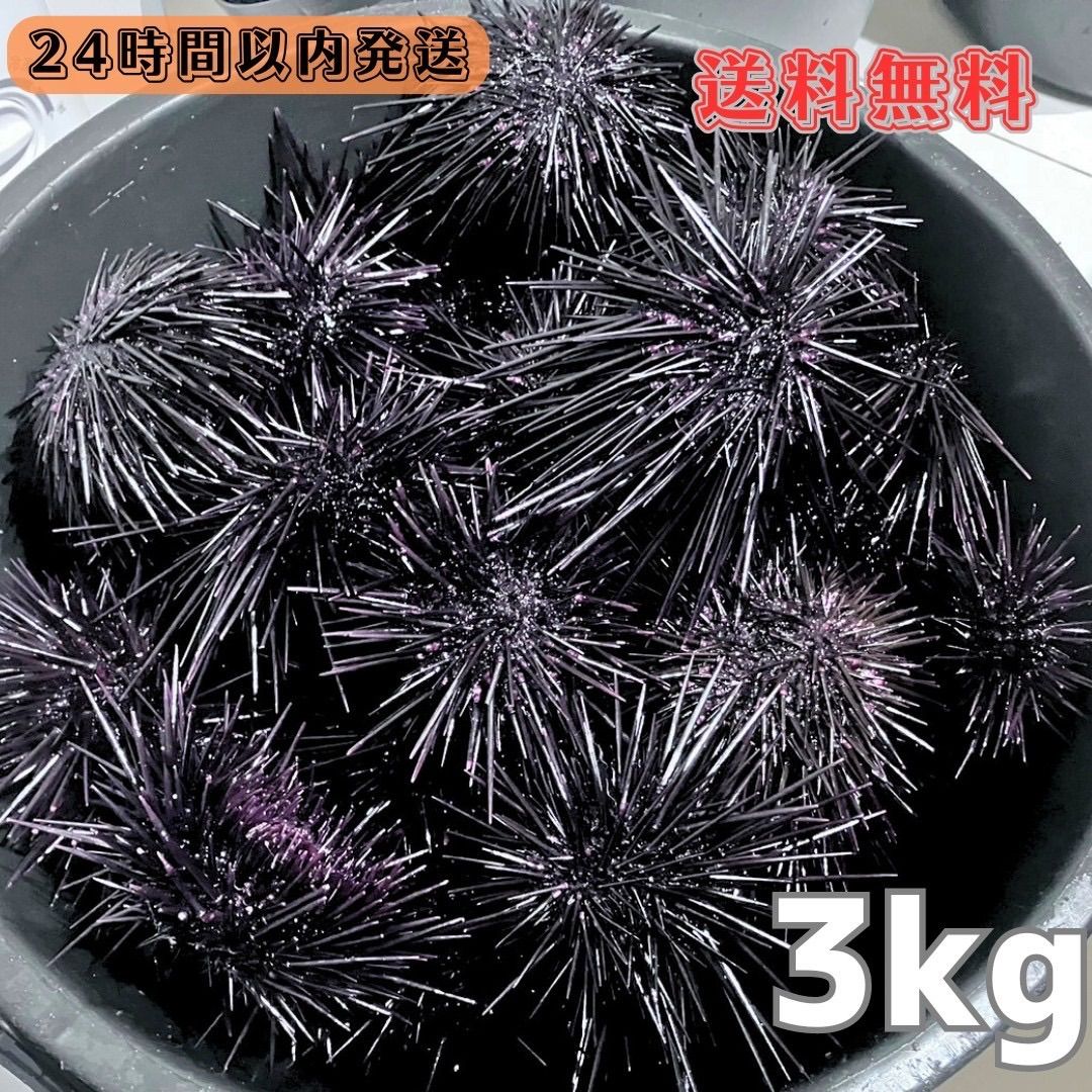 冷凍ムラサキウニ3kg 約110個 石鯛 イシガキダイ 黒鯛 コブダイ 釣り餌