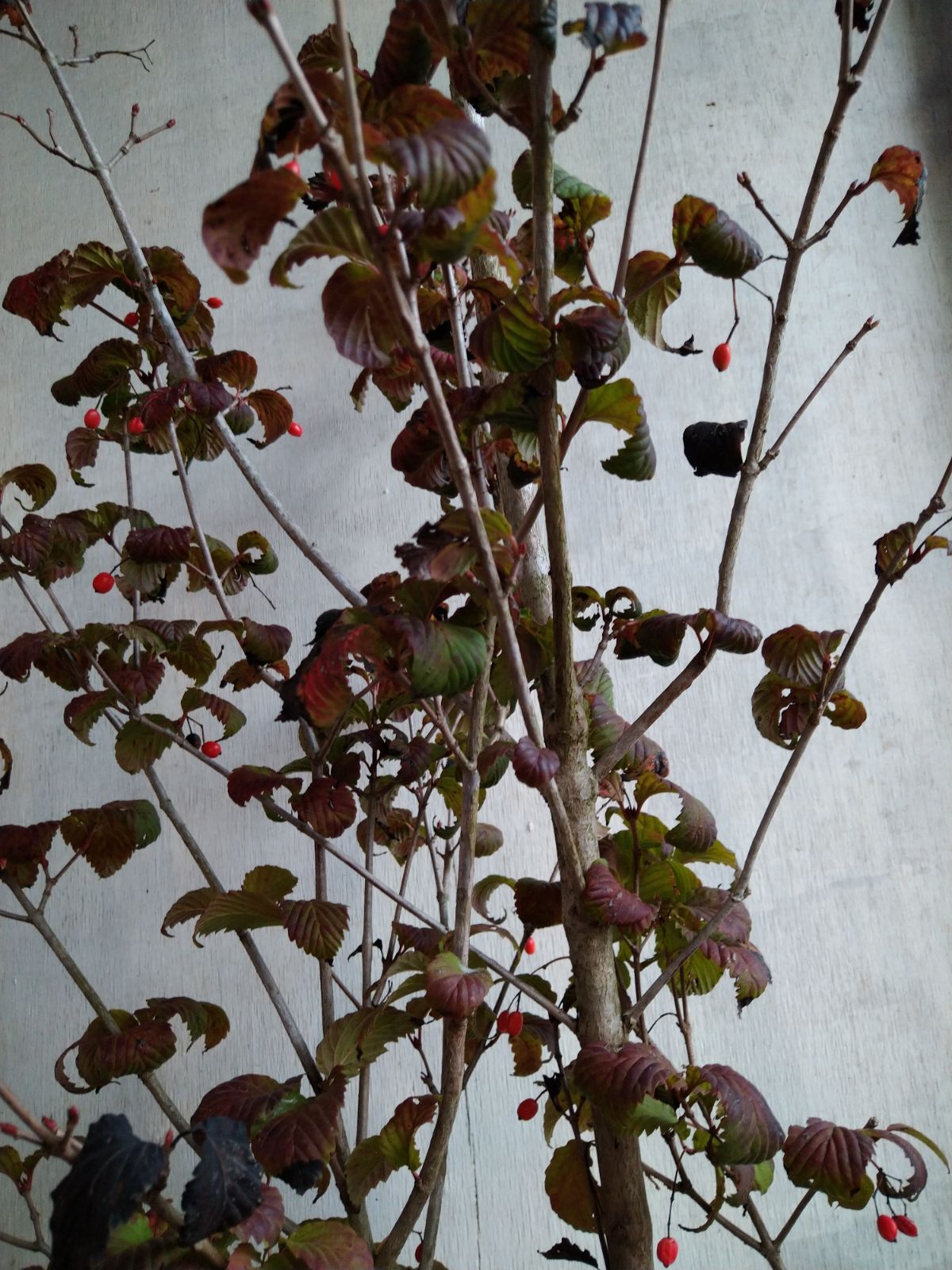 オトコヨウゾメ株立ち① ショップ オトコヨウゾメ株立ち①