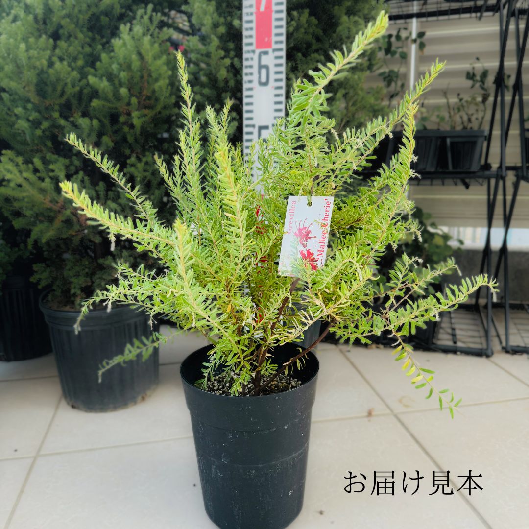 グレビレア マリーチェリー （6号鉢）希少 四季咲き性 強健品種