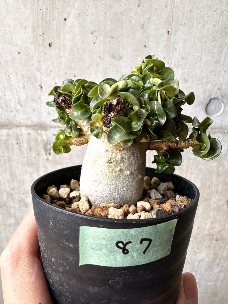 現品限り アデニウム DHA 大株 葉巻 C87 Adenium DHA 植物 塊根植物 夏型 コーデックス