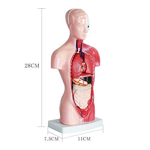 D：人体模型 ziyue 人体模型 28cm 15パーツ 取り外し 人体解剖 内蔵 