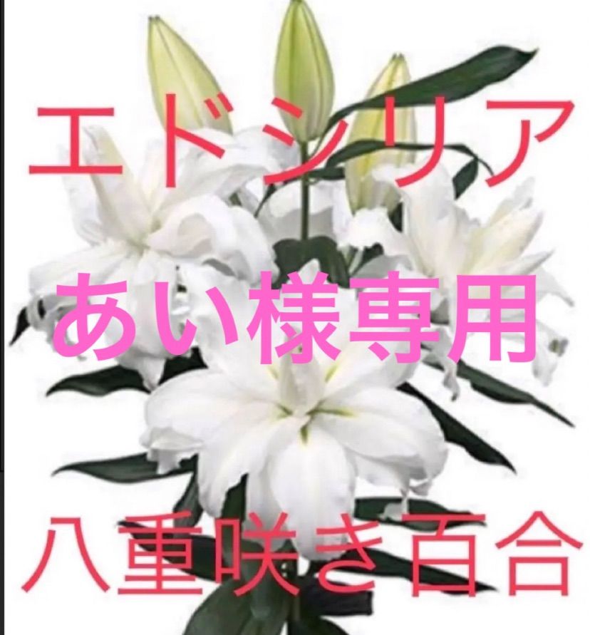 ドライフラワー 漂白加工 百合花殻 花材 - 日用品/インテリア