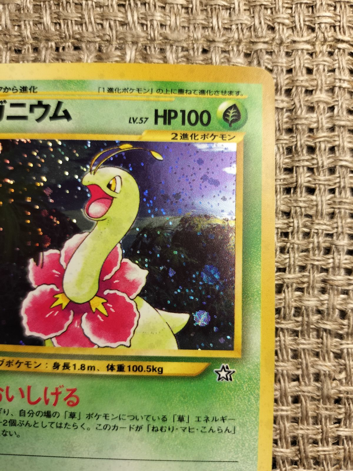 ポケモン - ポケモンカ—ド　メガニウム メガニウム | ポケモンカードゲーム公式ホームページ